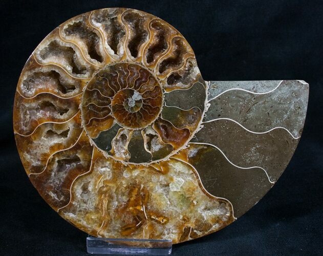 Split Ammonite Fossil (Half) - Crystal Chambers #7971
